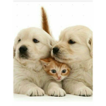 JOIN IF YOU LOVE CATS AND DOGS PLS JOIN