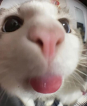 riϲh