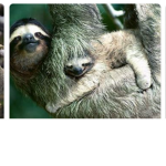 Sloths are adorible