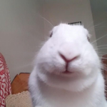 Only Bunny’s