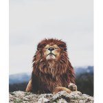-fierce lion-
