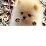 #dogs united group