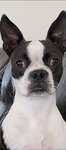 Join this group if you have a dog.