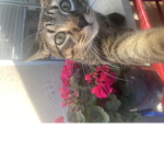 Bro let me in