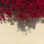 -Lost Camellias-