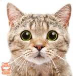 Catcute studios