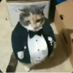 Cat Gang is cool