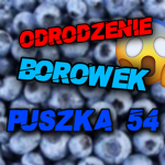Borówki Puszka 54