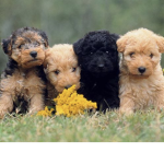 Puppy.fun