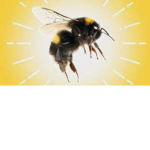 The Bee Fan Group