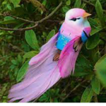 DA ONE AND ONLY BIRD