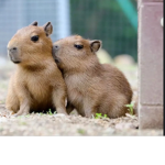 Capybara~slays~club
