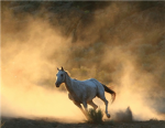 Horse Lover Group