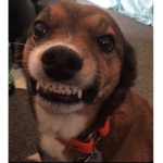 Dog owners group
