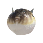 pufferfishs