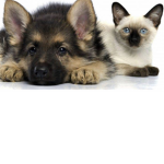 DogAndKittyCats