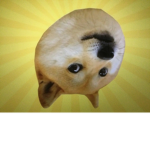 DOGE team studios