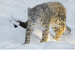 LeopardRBLX's Fan Club