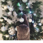 XxOfficial Cat ArmyxX