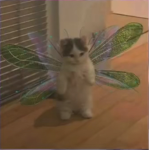 Hello kitty!<3