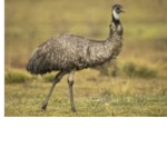 The emu’s