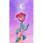 no_rose