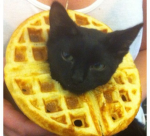 the kitti group
