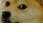 doge doge doge doge group doge doge group doge