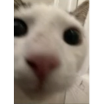 +-Cool cat group-+