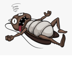 Cockroach Cult!
