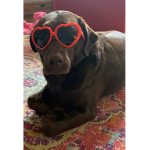 Funny dog group.