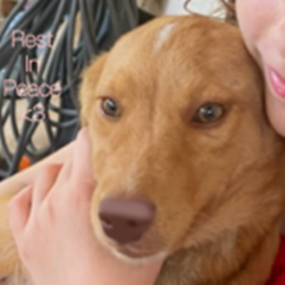 In memorial of Baby dog icon