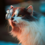 ~~Warrior Cats~~