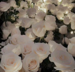 - rxqsii bloom-