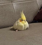 <3 Parrot Group <3