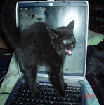 Yelling Inside
