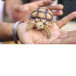 The turtle.man?