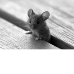 My little mice