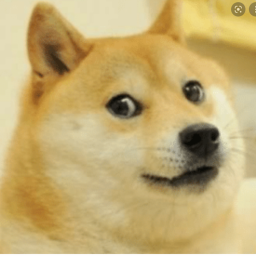 doge war