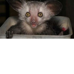 Aye-Aye Squad