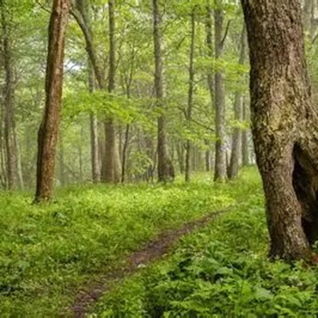 Hungry forest