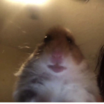 Hamster Studi0s