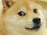 Doge is theeee boss