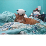 Mittens The club