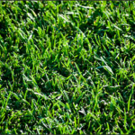 Touching Grass Department