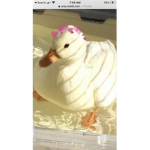 Just some vibing birbs
