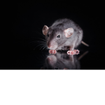 Boujee rats :P