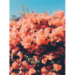 the flower talk