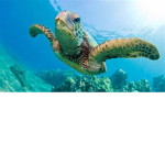 Turtles server