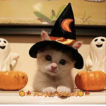 Varys kittens